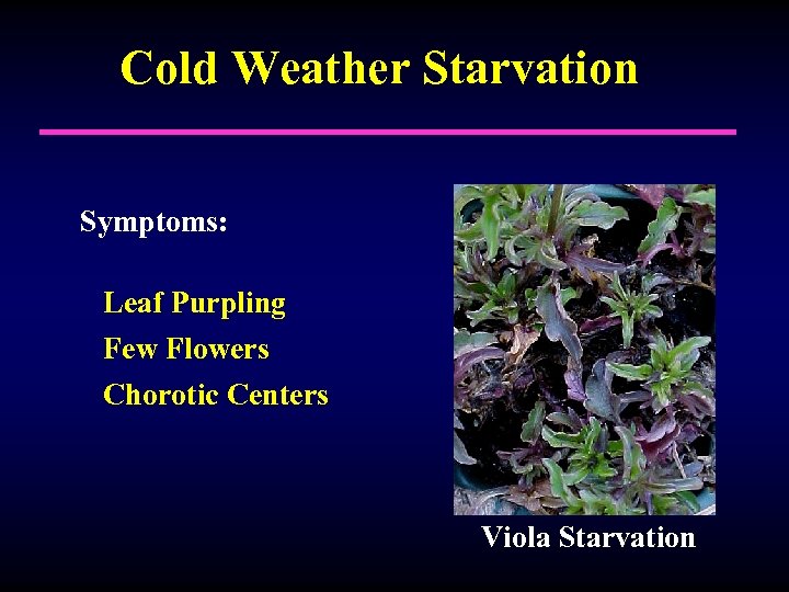 Cold Weather Starvation Symptoms: Leaf Purpling Few Flowers Chorotic Centers Viola Starvation 