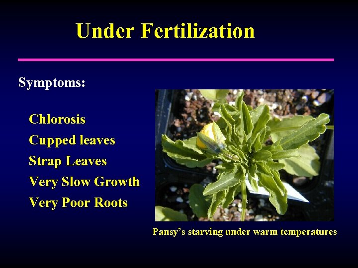 Under Fertilization Symptoms: Chlorosis Cupped leaves Strap Leaves Very Slow Growth Very Poor Roots