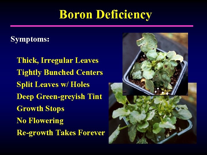 Boron Deficiency Symptoms: Thick, Irregular Leaves Tightly Bunched Centers Split Leaves w/ Holes Deep