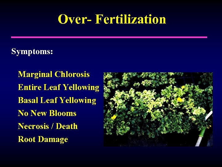 Over- Fertilization Symptoms: Marginal Chlorosis Entire Leaf Yellowing Basal Leaf Yellowing No New Blooms