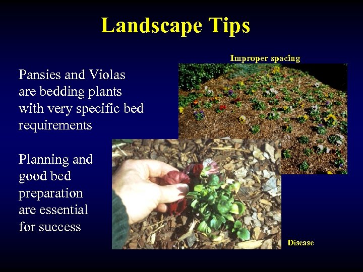 Landscape Tips Improper spacing Pansies and Violas are bedding plants with very specific bed