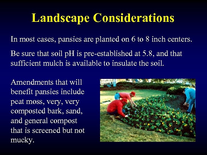 Landscape Considerations In most cases, pansies are planted on 6 to 8 inch centers.