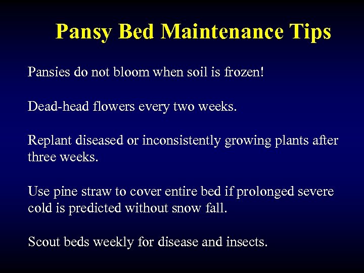 Pansy Bed Maintenance Tips Pansies do not bloom when soil is frozen! Dead-head flowers