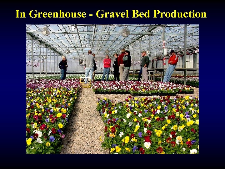 In Greenhouse - Gravel Bed Production 