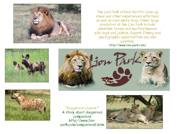 The Lion Park offers terrific close-up views and other experiences with lions, as well