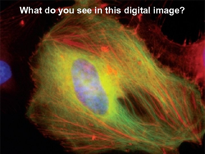 What do you see in this digital image? 