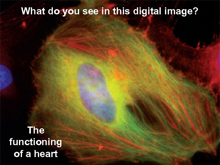 What do you see in this digital image? The functioning of a heart 