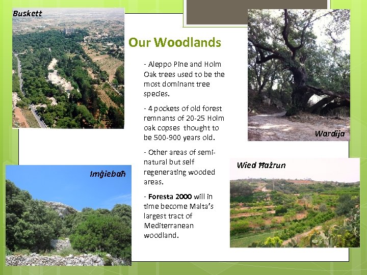 Buskett Our Woodlands - Aleppo Pine and Holm Oak trees used to be the