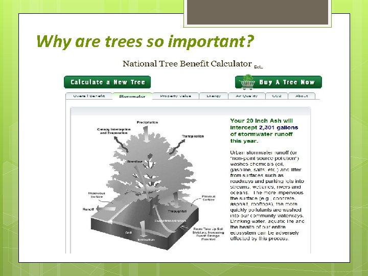 Why are trees so important? 