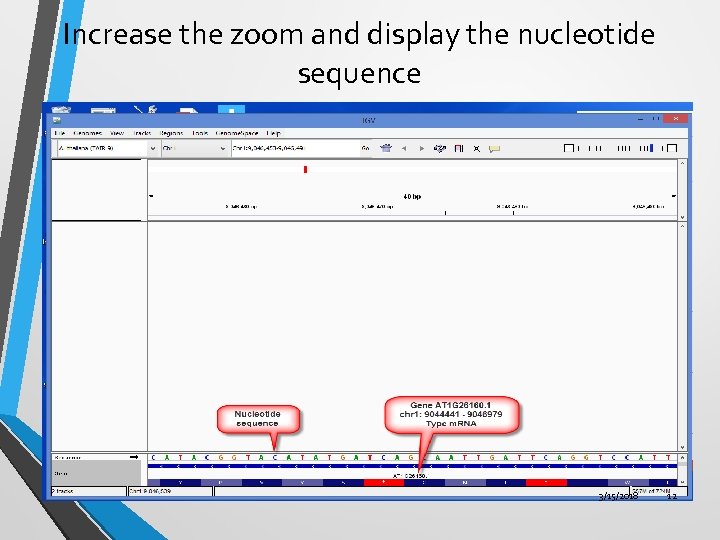 Increase the zoom and display the nucleotide sequence 3/15/2018 12 