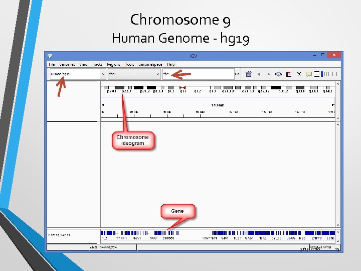 Chromosome 9 Human Genome - hg 19 3/15/2018 15 
