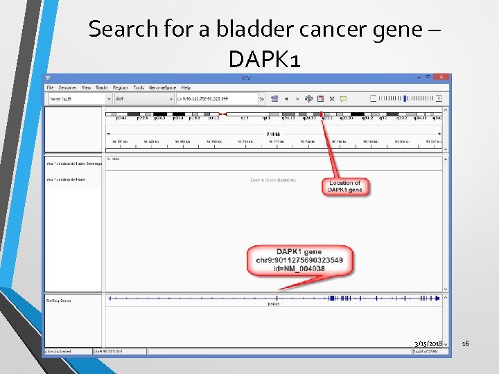 Search for a bladder cancer gene – DAPK 1 3/15/2018 16 