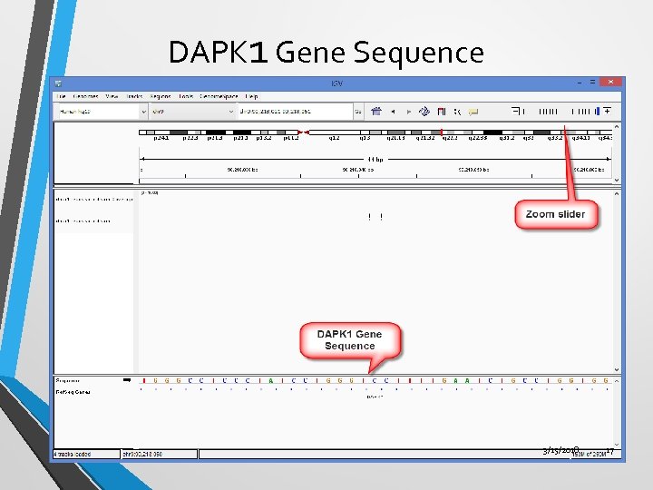 DAPK 1 Gene Sequence 3/15/2018 17 