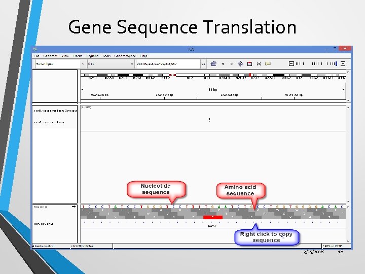 Gene Sequence Translation 3/15/2018 18 