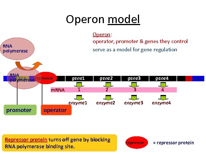 Operon model Operon: operator, promoter & genes they control serve as a model for