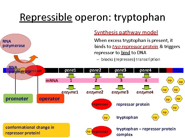 Repressible operon: tryptophan Synthesis pathway model When excess tryptophan is present, it binds to