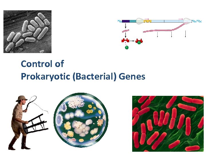 Control of Prokaryotic (Bacterial) Genes 2007 -2008 