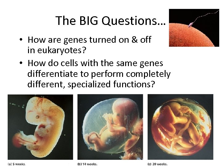 The BIG Questions… • How are genes turned on & off in eukaryotes? •