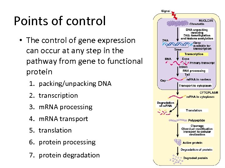 Points of control • The control of gene expression can occur at any step