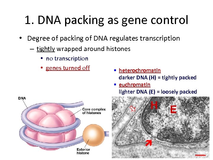 1. DNA packing as gene control • Degree of packing of DNA regulates transcription