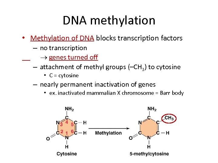 DNA methylation • Methylation of DNA blocks transcription factors – no transcription genes turned
