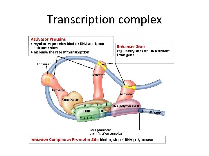 Transcription complex Activator Proteins • regulatory proteins bind to DNA at distant Enhancer Sites