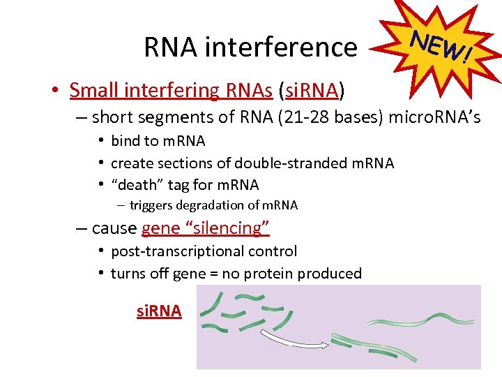 RNA interference NEW ! • Small interfering RNAs (si. RNA) – short segments of