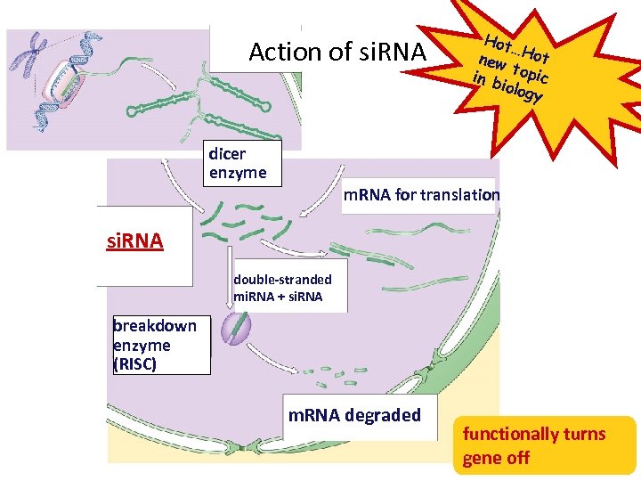 Action of si. RNA dicer enzyme Hot … new Hot t in b opic