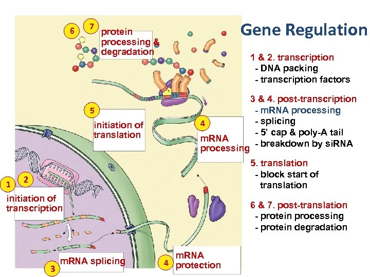 6 7 Gene Regulation protein processing & degradation 1 & 2. transcription - DNA