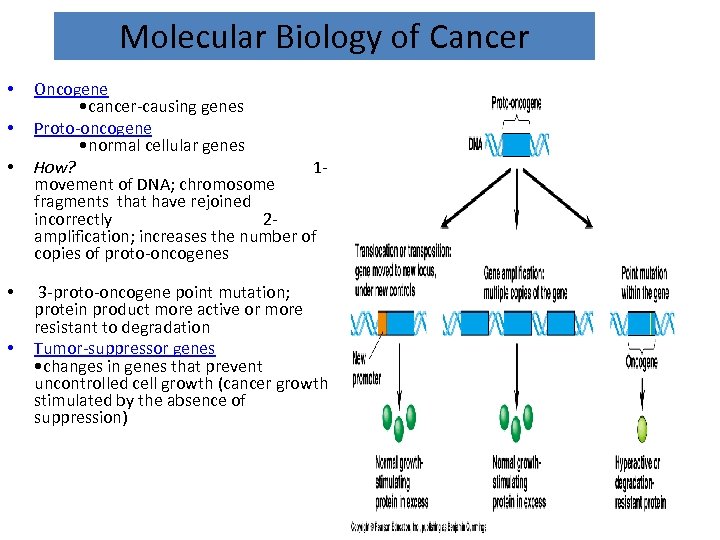 Molecular Biology of Cancer • • • Oncogene • cancer-causing genes Proto-oncogene • normal