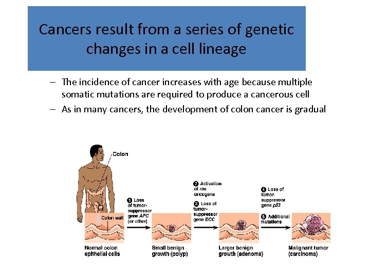Cancers result from a series of genetic changes in a cell lineage – The