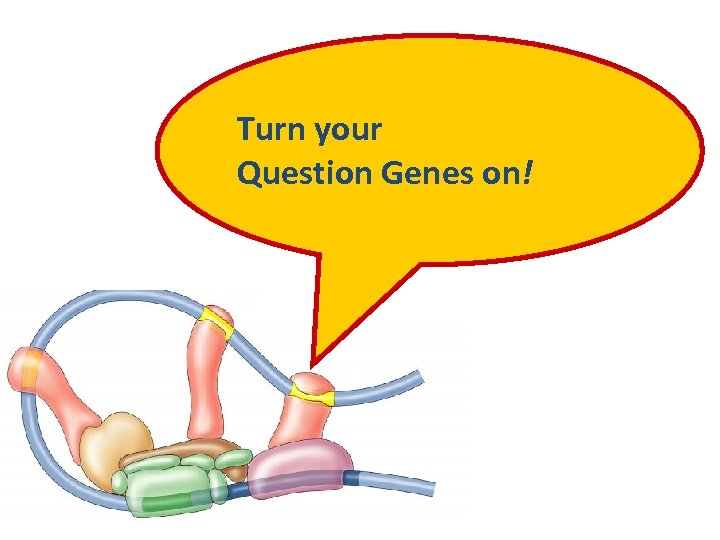 Turn your Question Genes on! 2007 -2008 