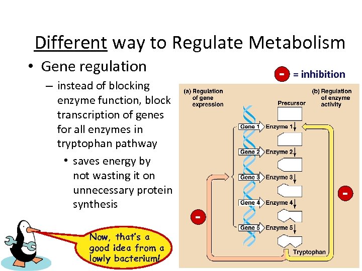 Different way to Regulate Metabolism • Gene regulation – instead of blocking enzyme function,