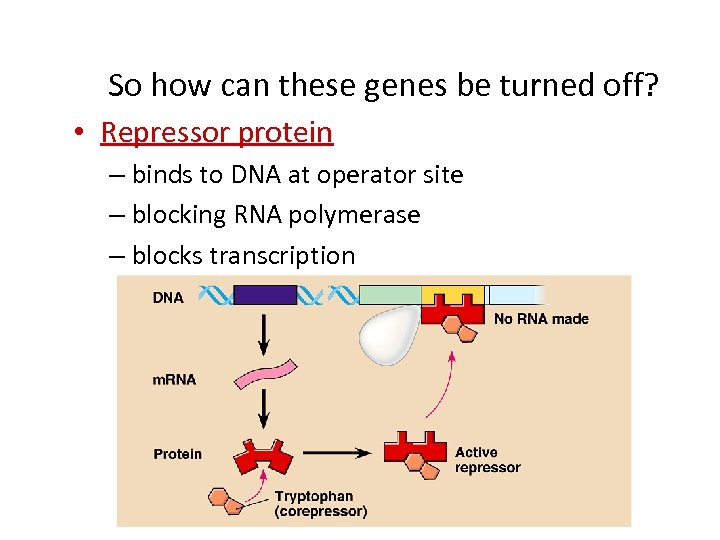 So how can these genes be turned off? • Repressor protein – binds to