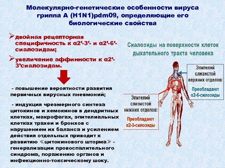Молекулярно-генетические особенности вируса гриппа A (H 1 N 1)pdm 09, определяющие его биологические свойства