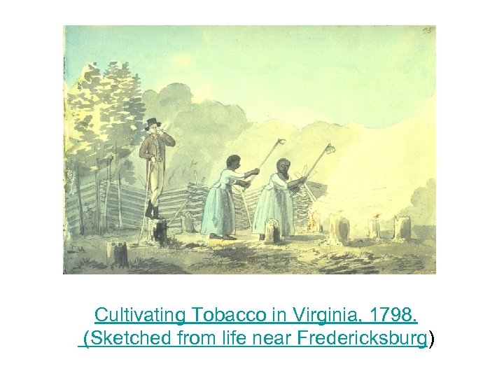 Cultivating Tobacco in Virginia, 1798. (Sketched from life near Fredericksburg) 