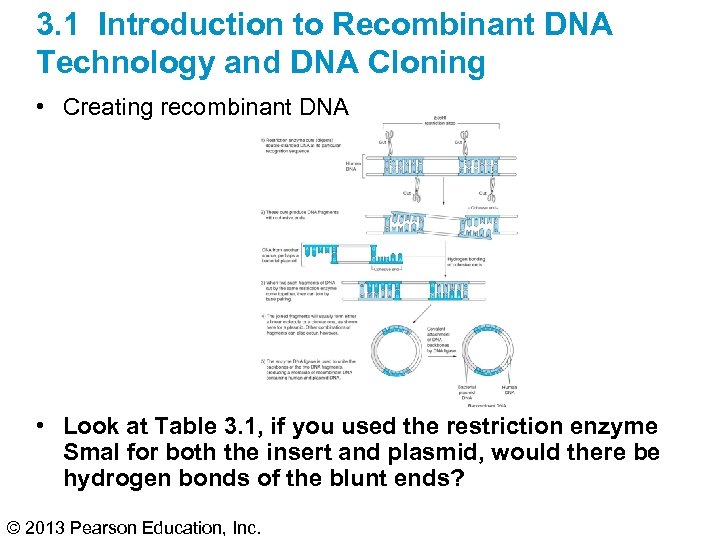 3. 1 Introduction to Recombinant DNA Technology and DNA Cloning • Creating recombinant DNA