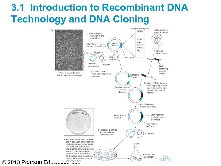 3. 1 Introduction to Recombinant DNA Technology and DNA Cloning © 2013 Pearson Education,
