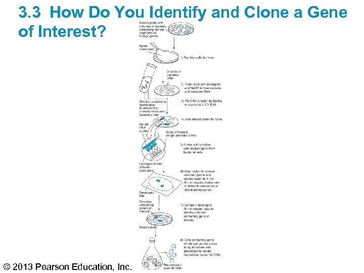 3. 3 How Do You Identify and Clone a Gene of Interest? © 2013