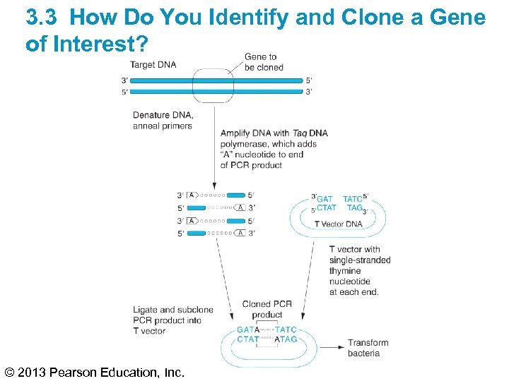 3. 3 How Do You Identify and Clone a Gene of Interest? © 2013