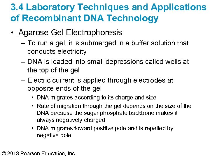 3. 4 Laboratory Techniques and Applications of Recombinant DNA Technology • Agarose Gel Electrophoresis