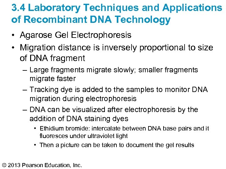 3. 4 Laboratory Techniques and Applications of Recombinant DNA Technology • Agarose Gel Electrophoresis