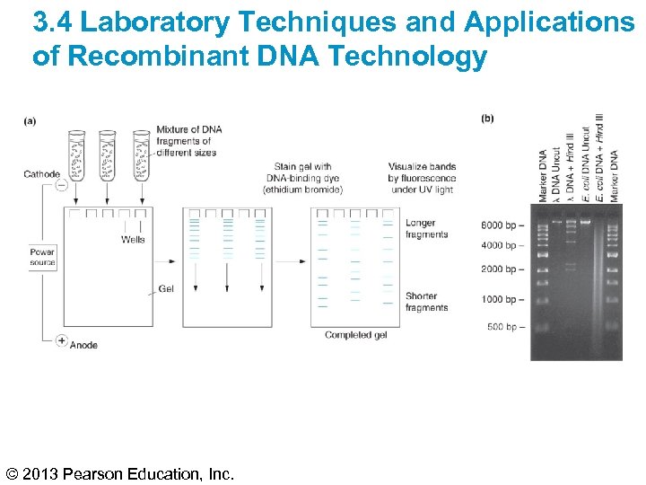 3. 4 Laboratory Techniques and Applications of Recombinant DNA Technology © 2013 Pearson Education,