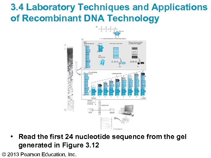 3. 4 Laboratory Techniques and Applications of Recombinant DNA Technology • Read the first