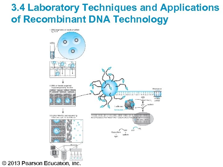 3. 4 Laboratory Techniques and Applications of Recombinant DNA Technology © 2013 Pearson Education,