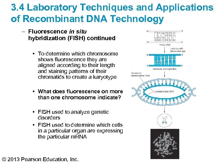 3. 4 Laboratory Techniques and Applications of Recombinant DNA Technology – Fluorescence in situ