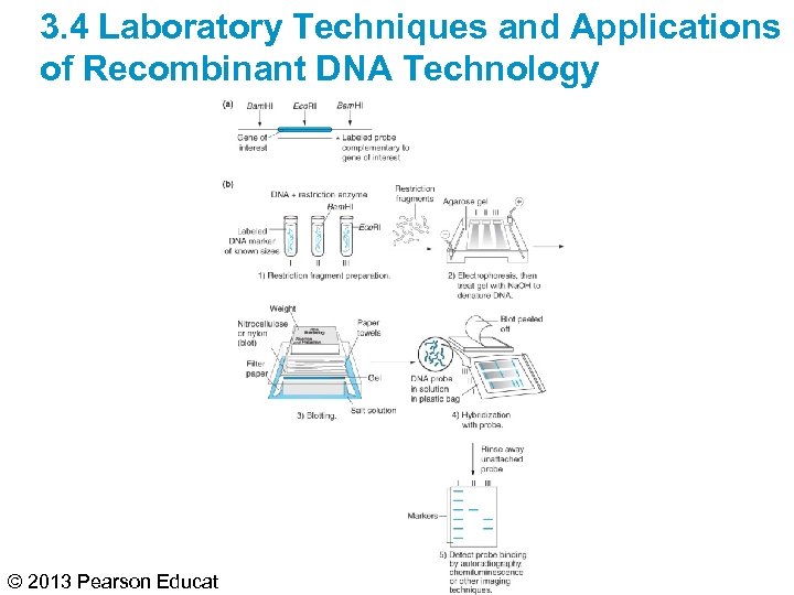 3. 4 Laboratory Techniques and Applications of Recombinant DNA Technology © 2013 Pearson Education,