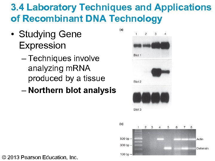 3. 4 Laboratory Techniques and Applications of Recombinant DNA Technology • Studying Gene Expression