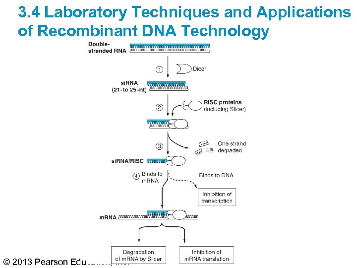 3. 4 Laboratory Techniques and Applications of Recombinant DNA Technology © 2013 Pearson Education,