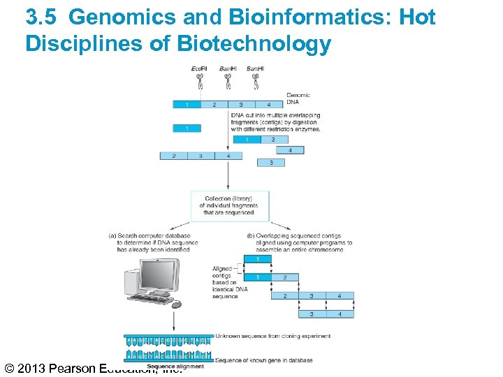 3. 5 Genomics and Bioinformatics: Hot Disciplines of Biotechnology © 2013 Pearson Education, Inc.